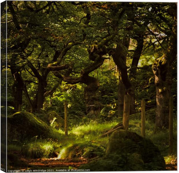 Into The Forest Canvas Print by Leigh Windridge
