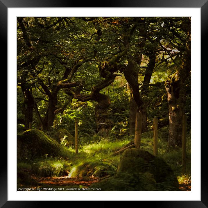 Into The Forest Framed Mounted Print by Leigh Windridge