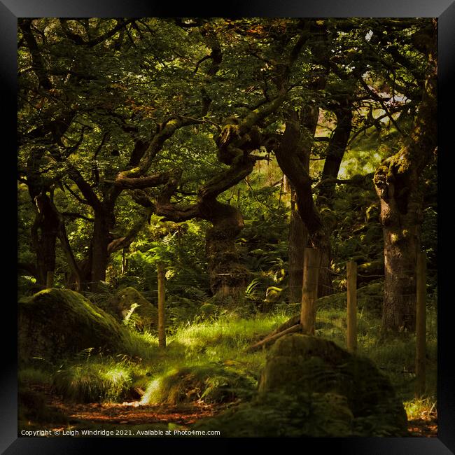 Into The Forest Framed Print by Leigh Windridge