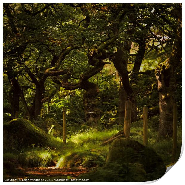 Into The Forest Print by Leigh Windridge