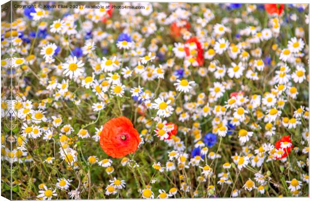Wildflower meadow Canvas Print by Kevin Elias