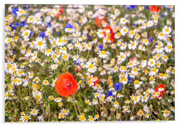 Wildflower meadow Acrylic by Kevin Elias
