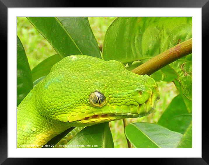 Green Tree Python Framed Mounted Print by Ali Kernick