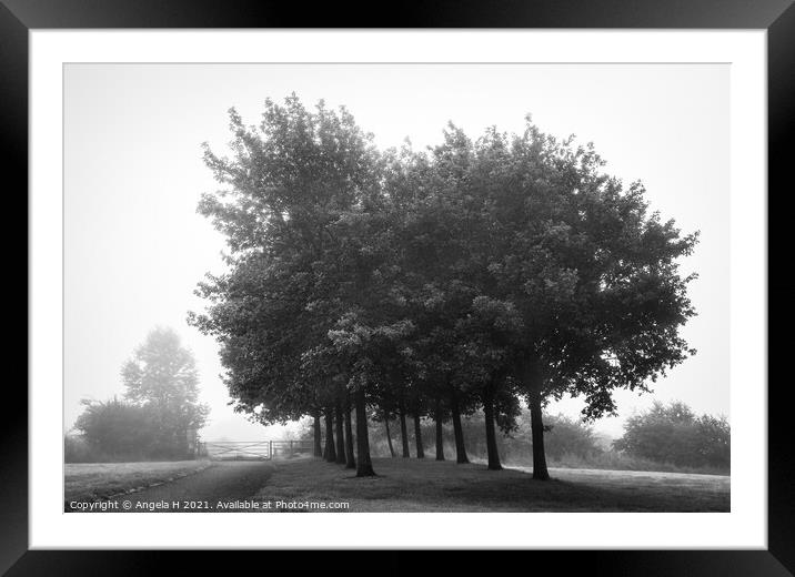 Misty Trees Framed Mounted Print by Angela H