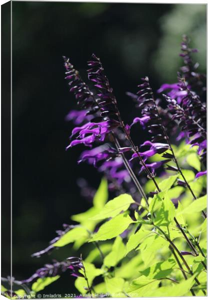 Beautiful Bright Purple Salvia Amistad Flowers Canvas Print by Imladris 