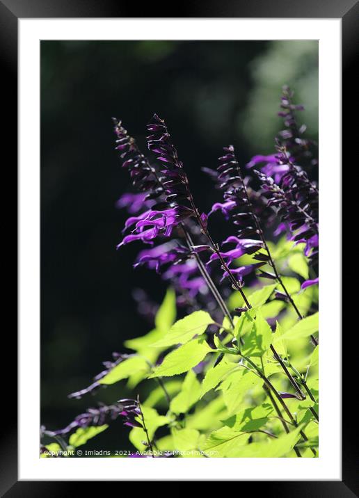 Beautiful Bright Purple Salvia Amistad Flowers Framed Mounted Print by Imladris 