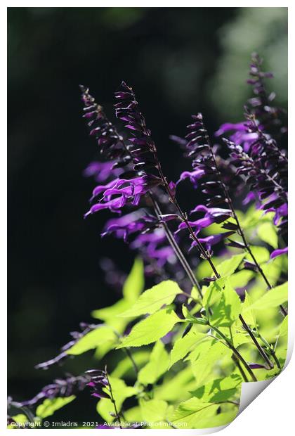 Beautiful Bright Purple Salvia Amistad Flowers Print by Imladris 