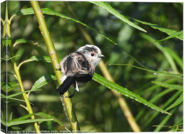 Long-tailed Tit Canvas Print by Rachel Goodfellow