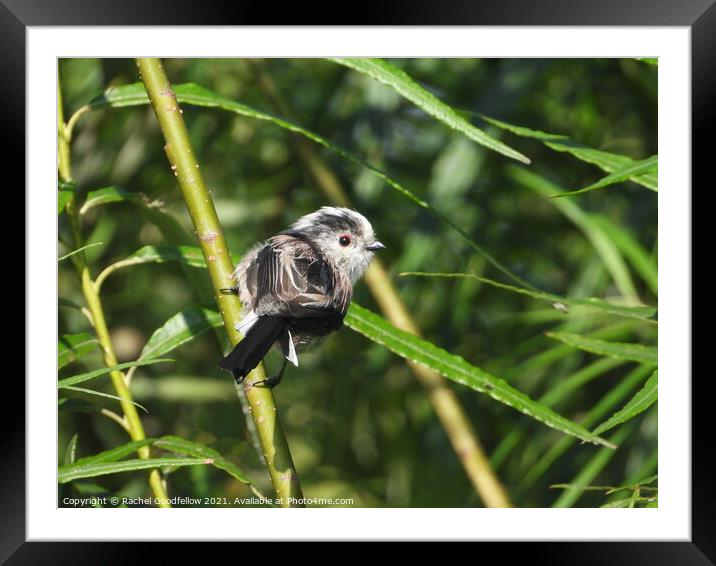 Long-tailed Tit Framed Mounted Print by Rachel Goodfellow