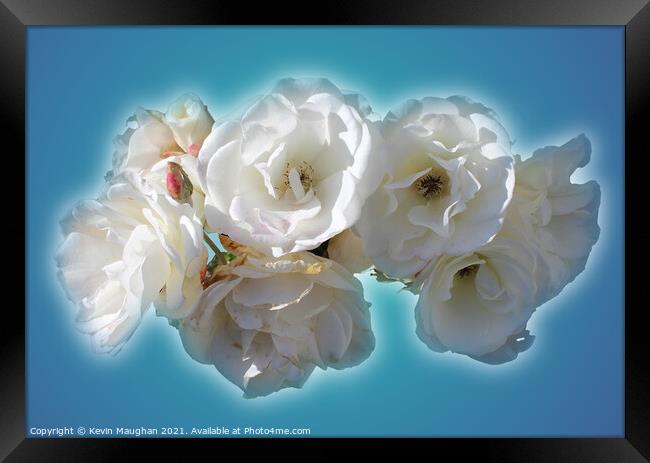 Still Life White Roses Framed Print by Kevin Maughan