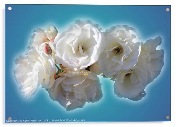Still Life White Roses Acrylic by Kevin Maughan