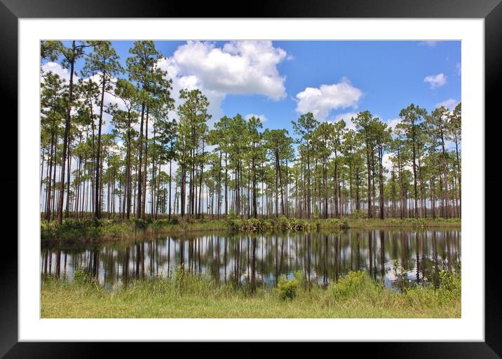 Pine trees in Georgia, America Framed Mounted Print by Susan Snow