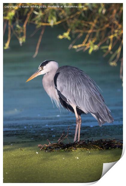 Grey heron on nest Print by Kevin White