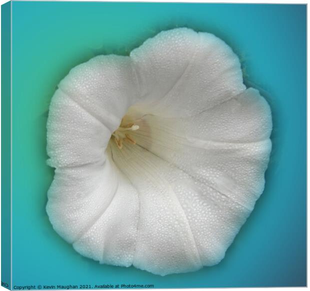 Alcea Rosea (Hollyhock) Canvas Print by Kevin Maughan