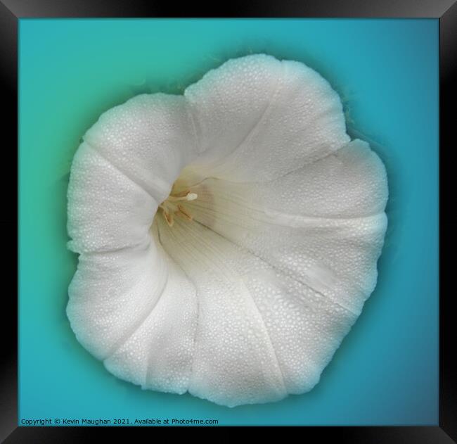 Alcea Rosea (Hollyhock) Framed Print by Kevin Maughan