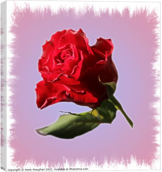 A Single Red Rose Canvas Print by Kevin Maughan