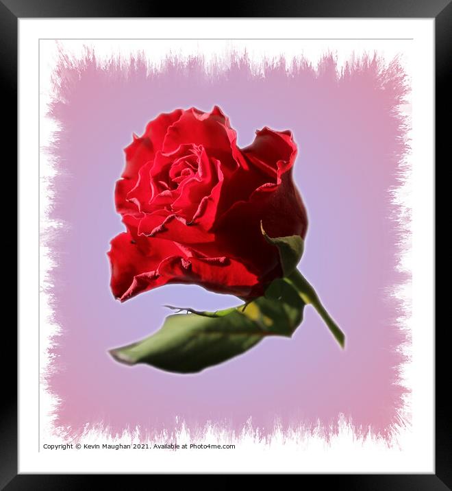 A Single Red Rose Framed Mounted Print by Kevin Maughan