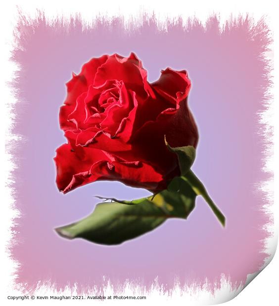 A Single Red Rose Print by Kevin Maughan