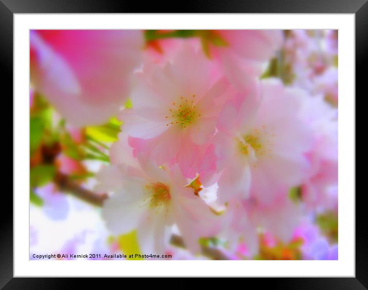 Cherry Blossom Framed Mounted Print by Ali Kernick