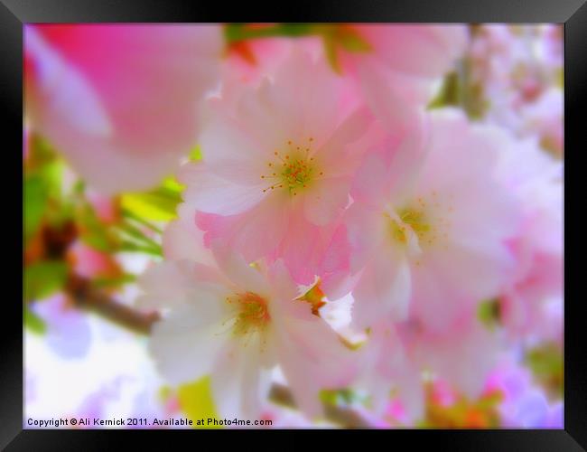 Cherry Blossom Framed Print by Ali Kernick