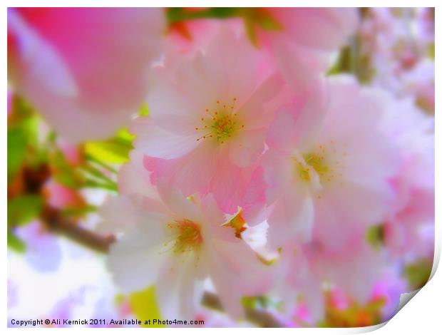 Cherry Blossom Print by Ali Kernick