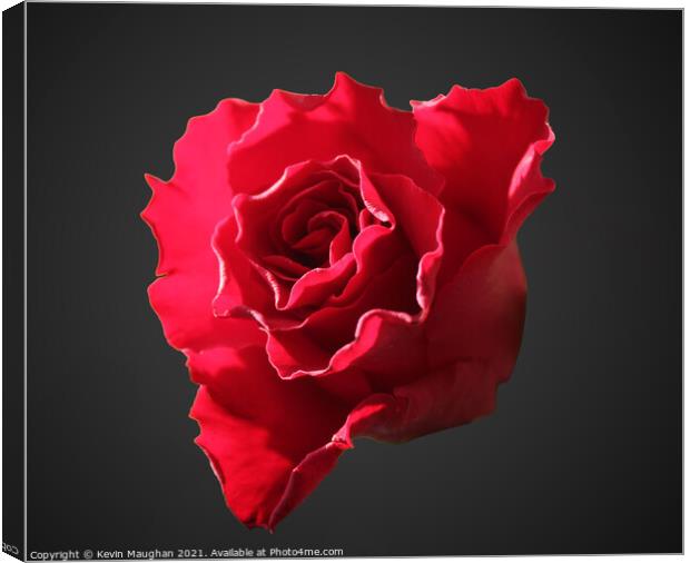 A Single Rose Head Canvas Print by Kevin Maughan
