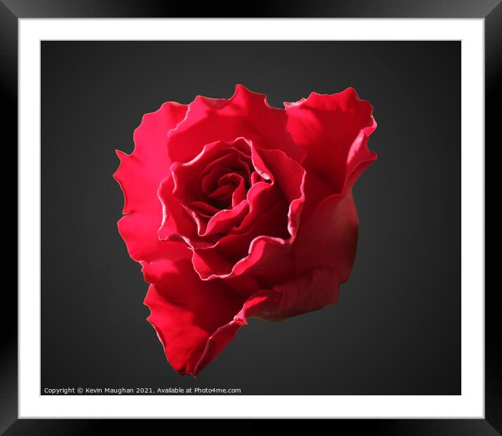 A Single Rose Head Framed Mounted Print by Kevin Maughan