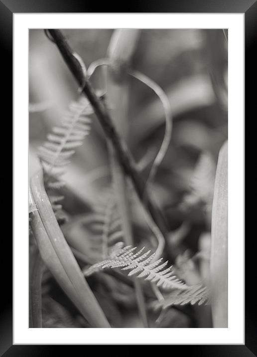 Twists Framed Mounted Print by Dave Livsey