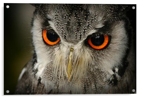 Little Owl Acrylic by Alexandra Lavizzari