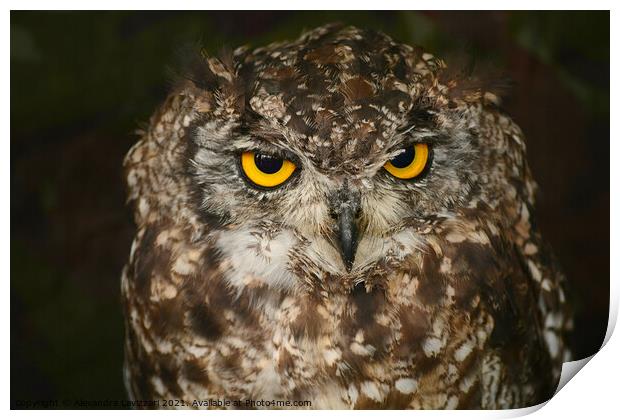 Great horned Owl Print by Alexandra Lavizzari