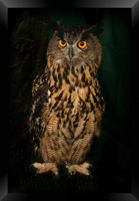 Eagle Owl Framed Print by Alexandra Lavizzari