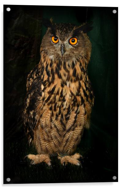 Eagle Owl Acrylic by Alexandra Lavizzari