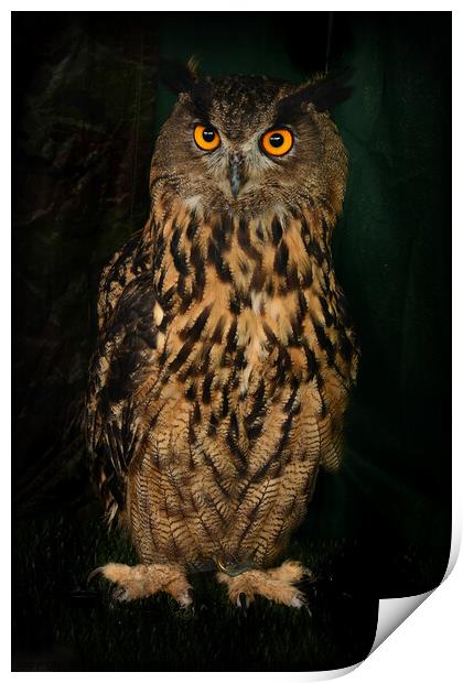 Eagle Owl Print by Alexandra Lavizzari