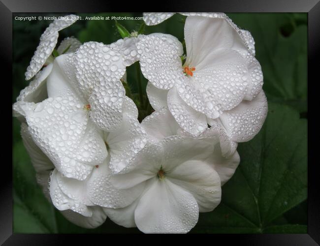 Majestic Beauty of White Pelargonium Framed Print by Nicola Clark