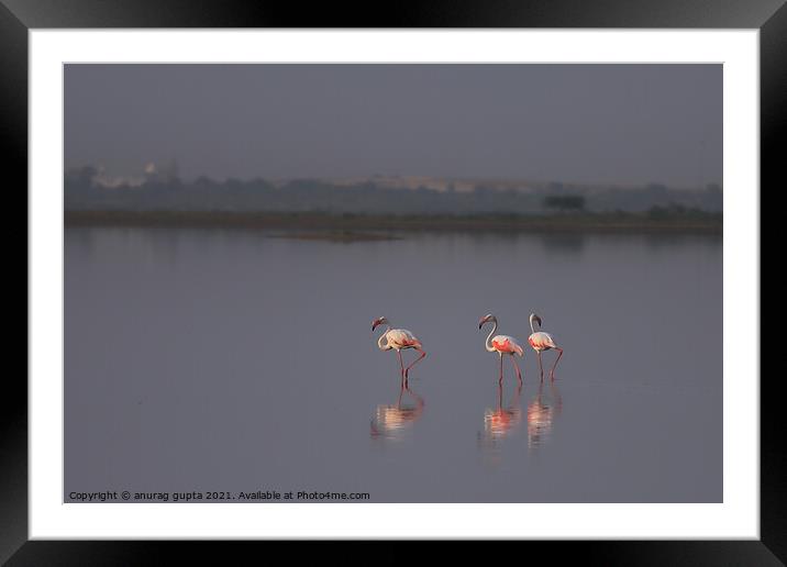 Flamingo Framed Mounted Print by anurag gupta