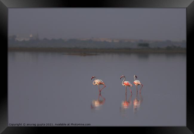 Flamingo Framed Print by anurag gupta