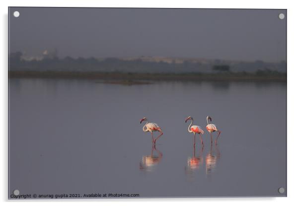 Flamingo Acrylic by anurag gupta