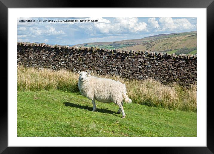 A Brecon Beacons sheep standing fast on the slopes Framed Mounted Print by Nick Jenkins