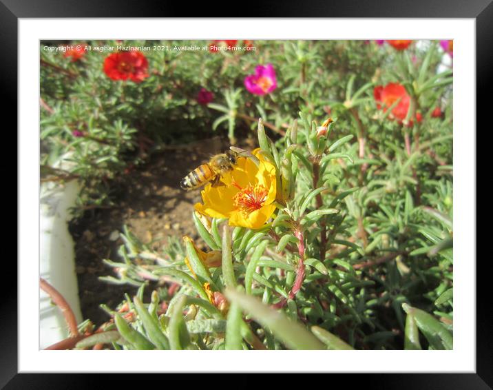 Bee on a nice flower Framed Mounted Print by Ali asghar Mazinanian