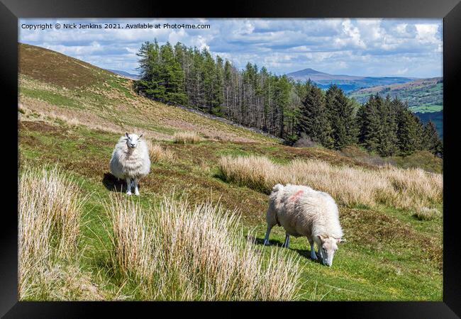 Two sheep on Tor y Foel in the Brecon Beacons Framed Print by Nick Jenkins