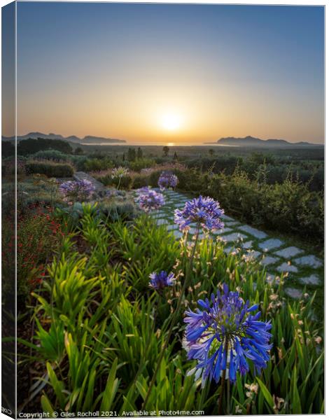 Pollensa sunrise with Agapanthus Canvas Print by Giles Rocholl