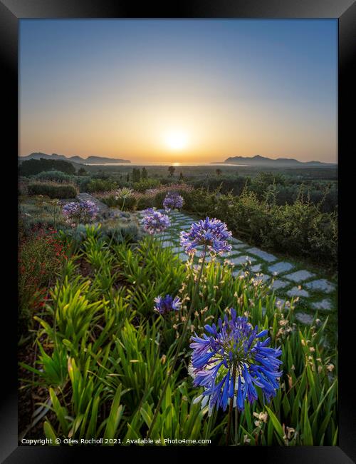 Pollensa sunrise with Agapanthus Framed Print by Giles Rocholl