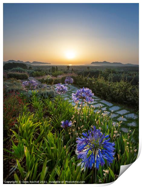 Pollensa sunrise with Agapanthus Print by Giles Rocholl