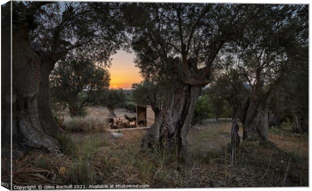 Sunrise through Olive trees Canvas Print by Giles Rocholl