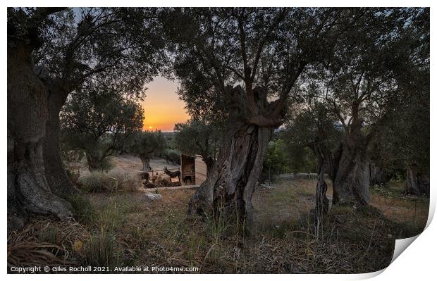 Sunrise through Olive trees Print by Giles Rocholl
