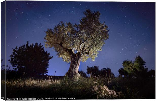 Olive tree at night Canvas Print by Giles Rocholl