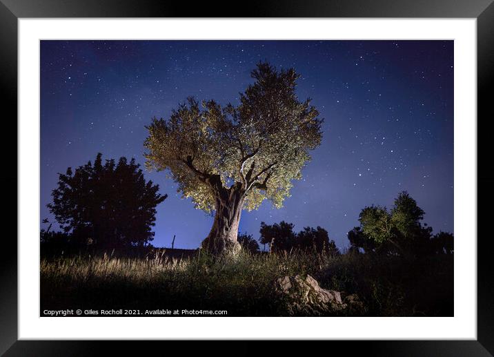 Olive tree at night Framed Mounted Print by Giles Rocholl