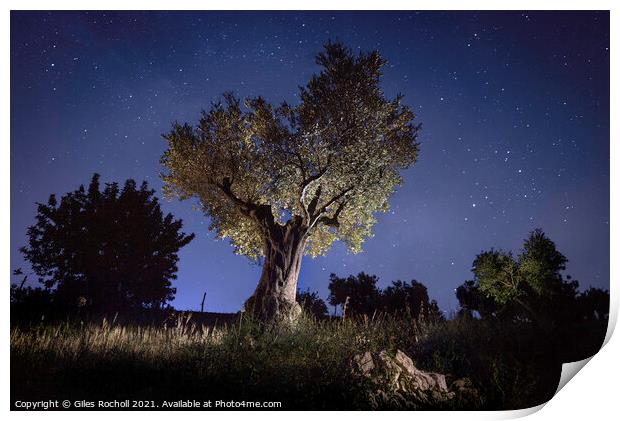 Olive tree at night Print by Giles Rocholl