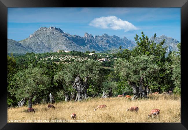 Olive grove and mountains Majorca Framed Print by Giles Rocholl