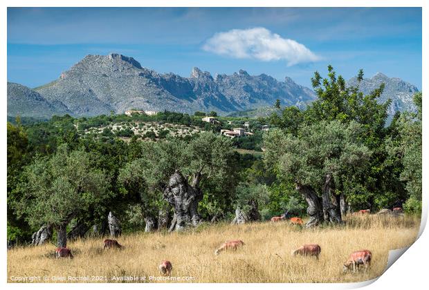 Olive grove and mountains Majorca Print by Giles Rocholl